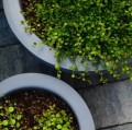 Donica misa Ø52, z włókna szklanego, szara - Polnix