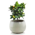 Donica ogrodowa ceramiczna Ø33, kremowa - Polnix
