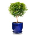 Doniczka ceramiczna z podstawką Ø41, kobaltowa - Polnix