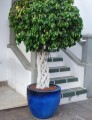 Doniczka ceramiczna z podstawką Ø41, kobaltowa - Polnix