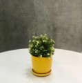 Doniczka ceramiczna z podstawką Ø17, żółta - Polnix