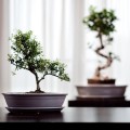 Doniczka do bonsai 19x13, kremowa - Polnix