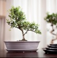Doniczka do bonsai 40x30, kremowa - Polnix