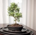 Doniczka do bonsai 25x18, czarna mat - Polnix