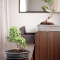 Doniczka do bonsai 25x18, czarna mat - Polnix