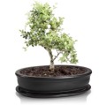 Doniczka do bonsai 32x24, czarna mat - Polnix