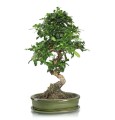 Doniczka do bonsai 25x18, zielona - Polnix