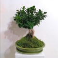 Doniczka do bonsai 40x30, zielona - Polnix