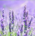 Lavender essential oil 10 ml - Vera Nord
