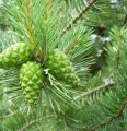 Pine essential oil 10 ml - Vera Nord
