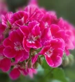 Geranium essential oil 10 ml - Vera Nord