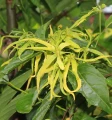 Ylang ylang essential oil 10 ml - Vera Nord