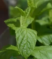 Peppermint essential oil 10 ml - Vera Nord