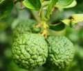 Olejek z bergamotki 10 ml olejek eteryczny VERA NORD