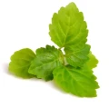 Patchouli essential oil 10 ml - Vera Nord