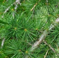 Olejek cedrowy 10 ml olejek eteryczny VERA NORD