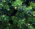 Juniper oil essential oil 10 ml - Vera Nord