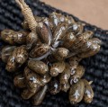 Tassel brown Cowrie Shell Tassel - Bazar Bizar