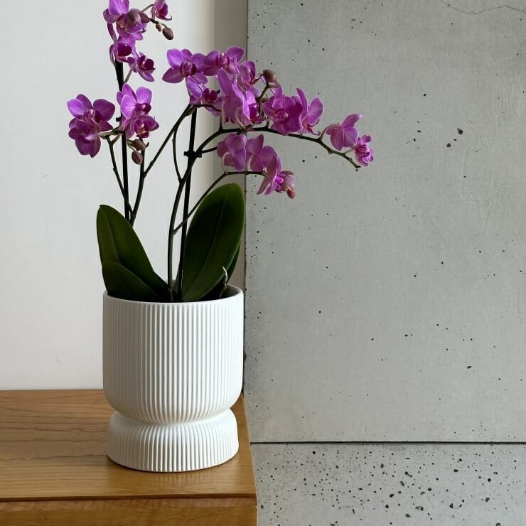doniczka kielich, natural home decor