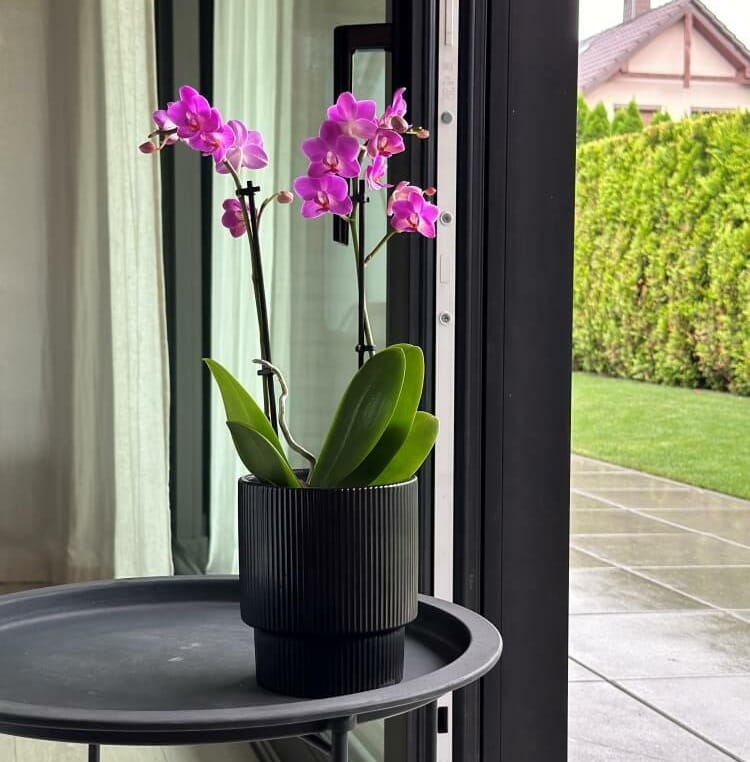 doniczka na nodze, natural home decor