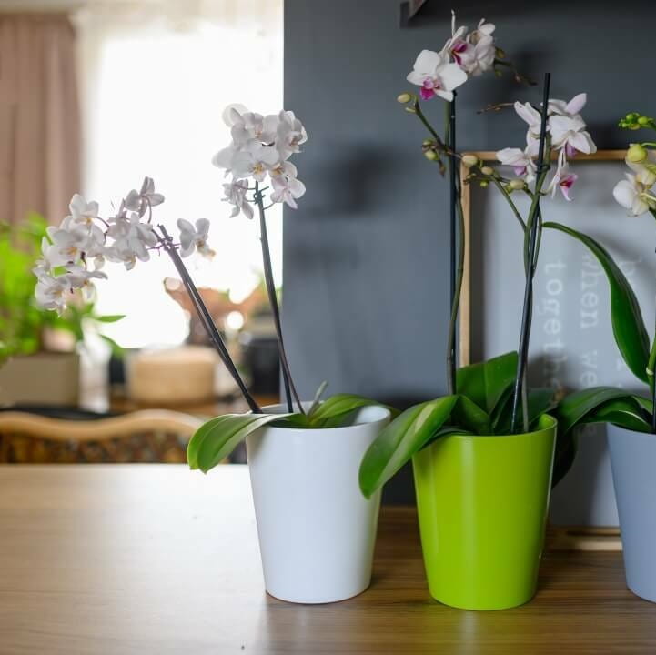 osłonka na storczyka, natural home decor