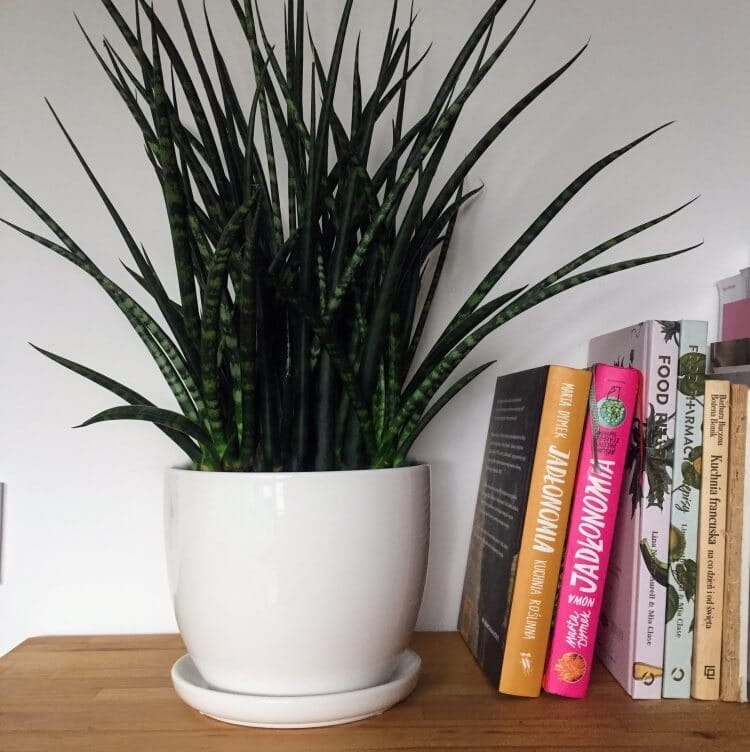 ceramiczna doniczka z podstawką, natural home decor