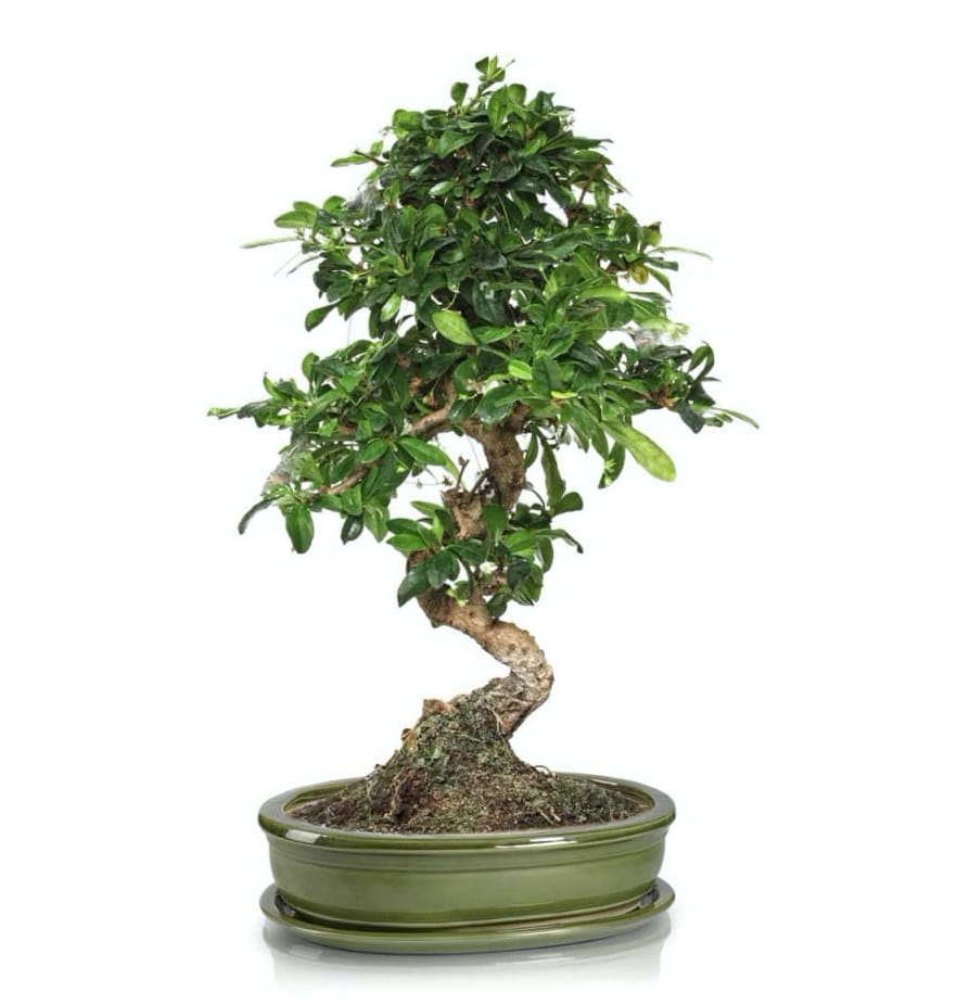 doniczka bonsai, natural home decor