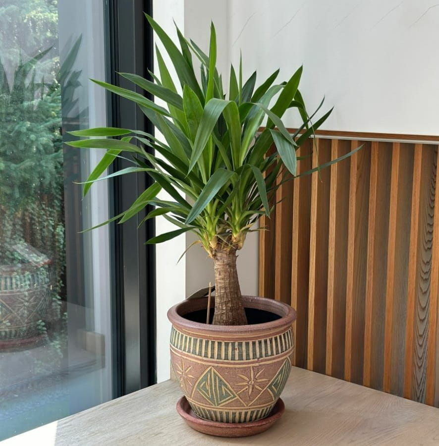 doniczki ceramiczne duże do salonu, natural home decor